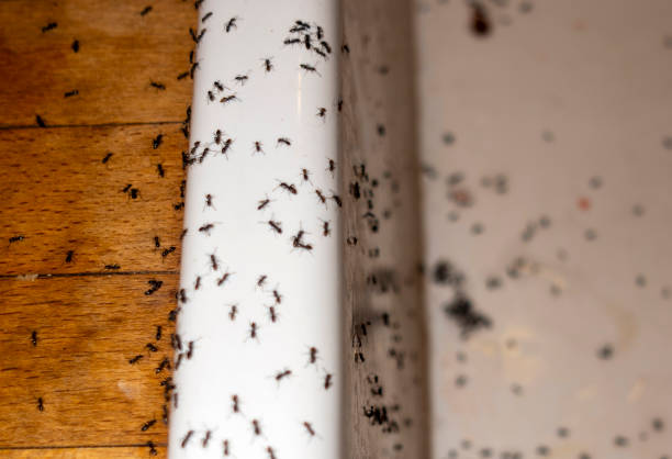 Best Commercial Pest Control Services  in Cramerton, NC